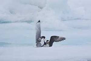 Competition: Arctic Skua, Parasitic Jaeger chasing Black-legged