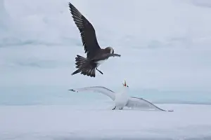 Attack: Arctic Skua, Parasitic Jaeger chasing Black-legged