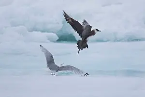 Attack: Arctic Skua, Parasitic Jaeger chasing Black-legged