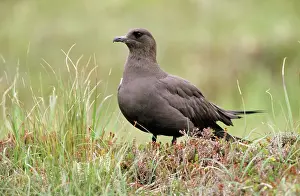 Skuas: ARCTIC SKUA / Parasitic Jaeger - dark phase