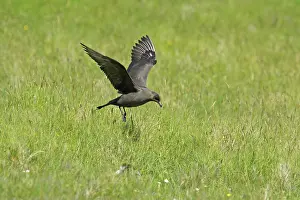 Jaegers: Arctic Skua / Parasitic Jaeger (Dark Phase) - coming