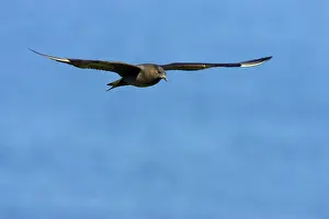Jaegers: Arctic Skua / Parasitic Jaeger (Dark Phase) - in flight