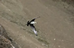 Sophie Gooders: Arctic Skua / Parasitic Jaeger - In flight
