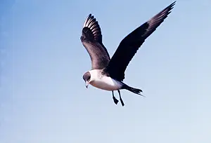 Skua: ARCTIC SKUA / Parasitic Jaeger - IN FLIGHT
