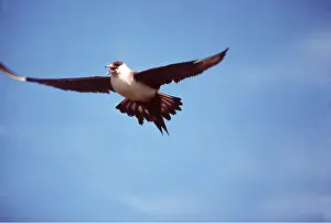 Intrusive: ARCTIC SKUA / Parasitic Jaeger - in flight