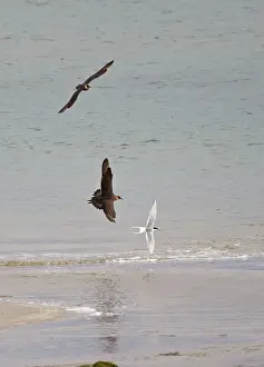 Stealing: Arctic Skua / Parasitic Jaeger - In flight parasitising