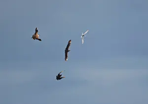 Stealing: Arctic Skua / Parasitic Jaeger - In flight parasitising