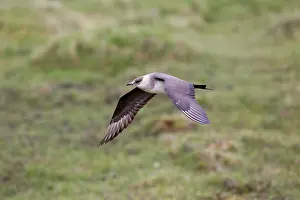 Skuas: Arctic Skua / Parasitic Jaeger - Light Phase - in flight