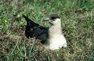 Jaegers: Arctic SKUA / Parasitic Jaeger - ON NEST