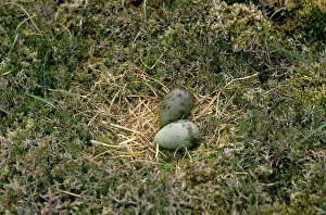 Skuas: Arctic SKUA / Parasitic Jaeger - nest with eggs