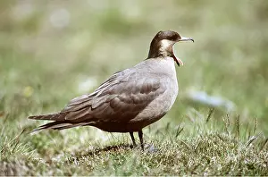 Skua: ARCTIC SKUA / Parasitic Jaeger - with open beak