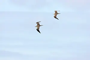 Jaegers: Arctic Skua / Parasitic Jaeger - pair in flight