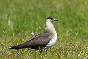 Jaegers: Arctic Skua / Parasitic Jaeger (Pale Phase) - on