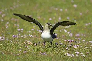 Jaegers: Arctic Skua / Parasitic Jaeger (Pale Phase)
