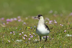 Jaegers: Arctic Skua / Parasitic Jaeger (Pale Phase) - on