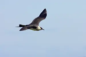 Jaegers: Arctic Skua / Parasitic Jaeger (Pale Phase) - in flight