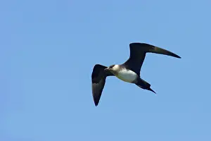 Jaegers: Arctic Skua / Parasitic Jaeger (Pale Phase) - in flight