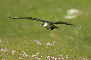 Jaegers: Arctic Skua / Parasitic Jaeger (Pale Phase) - in flight