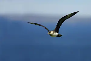 Jaegers: Arctic Skua / Parasitic Jaeger (Pale Phase) - in flight