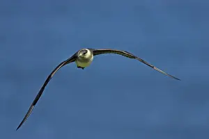 Jaegers: Arctic Skua / Parasitic Jaeger (Pale Phase) - in flight