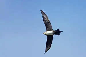 Jaegers: Arctic Skua / Parasitic Jaeger (Pale Phase) - in flight