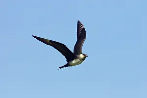 Jaegers: Arctic Skua / Parasitic Jaeger (Pale Phase) - in flight