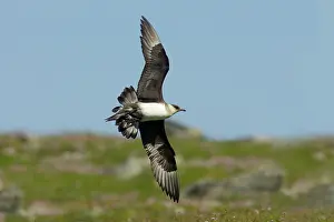 Jaegers: Arctic Skua / Parasitic Jaeger (Pale Phase) - in flight