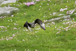 Jaegers: Arctic Skua / Parasitic Jaeger (Pale Phase) - taking off