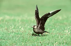 Skua: ARCTIC SKUA / Parasitic Jaeger - with wings spread