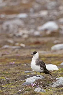 Parasiticus: Arctic Skua - Standing on rock -