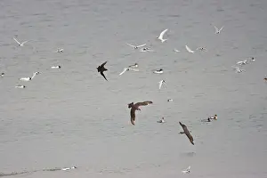 Skuas: Arctic Skua's / Parasitic Jaeger and Arctic Terns