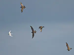 Stealing: Arctic Skuas / Parasitic Jaeger - In flight parasitising