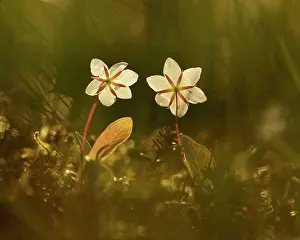 Peat: Arctic Starflower