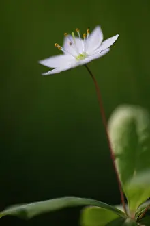 Kalmar: Arctic Starflower