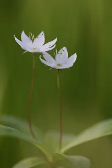 Kalmar: Arctic Starflower