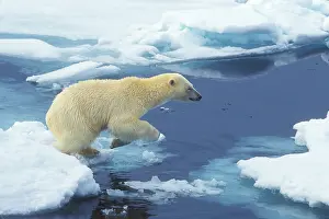Beginning: Arctic; Svalbard; Polar Bear beginning leap