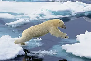 Leap: Arctic, Svalbard, Polar Bear extending and