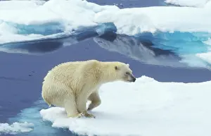 Leap: Arctic, Svalbard, Polar Bear landing at