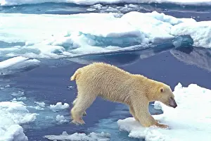Leap: Arctic, Svalbard, Polar Bear front paws