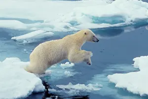 Leap: Arctic, Svalbard, Polar Bear rising while