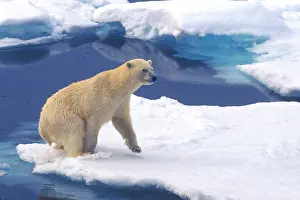 Leap: Arctic, Svalbard, Walrus being freindly