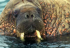 Edwards: Arctic, Svalbard, Walrus being freindly