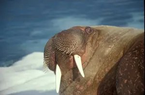 Edwards: Arctic, Svalbard, Walrus being freindly