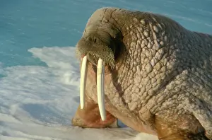 Cooling: Arctic, Svalbard, Walrus with long tusks