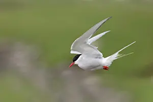 Paradisea: Arctic Tern