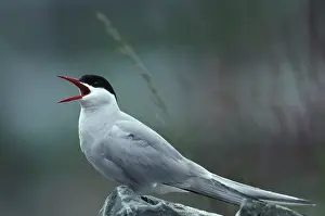 Sternidae: Arctic Tern