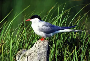 Terns: Arctic tern