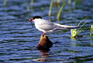 Terns: Arctic Tern