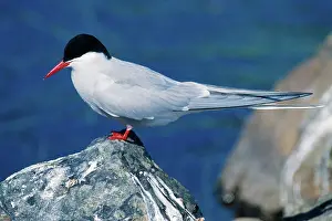 Sternidae: Arctic Tern