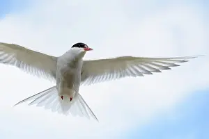 Longyearbyen: Arctic Tern